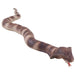 Slangcobra__1