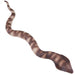 Slangcobra__3